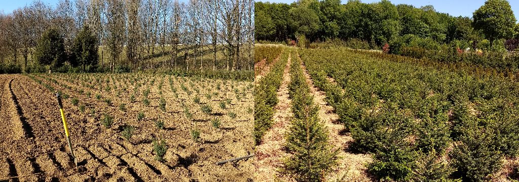 Nieuwe aanplant Picea omorika en aanplant na 2 jaar